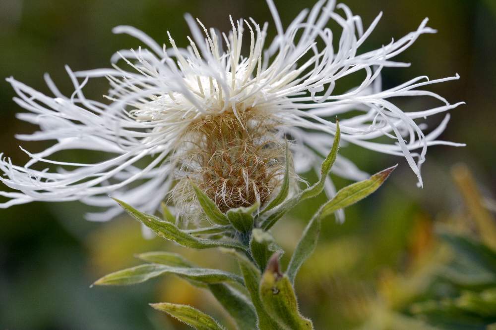 Centaurea cfr. pseudophrygia, albina